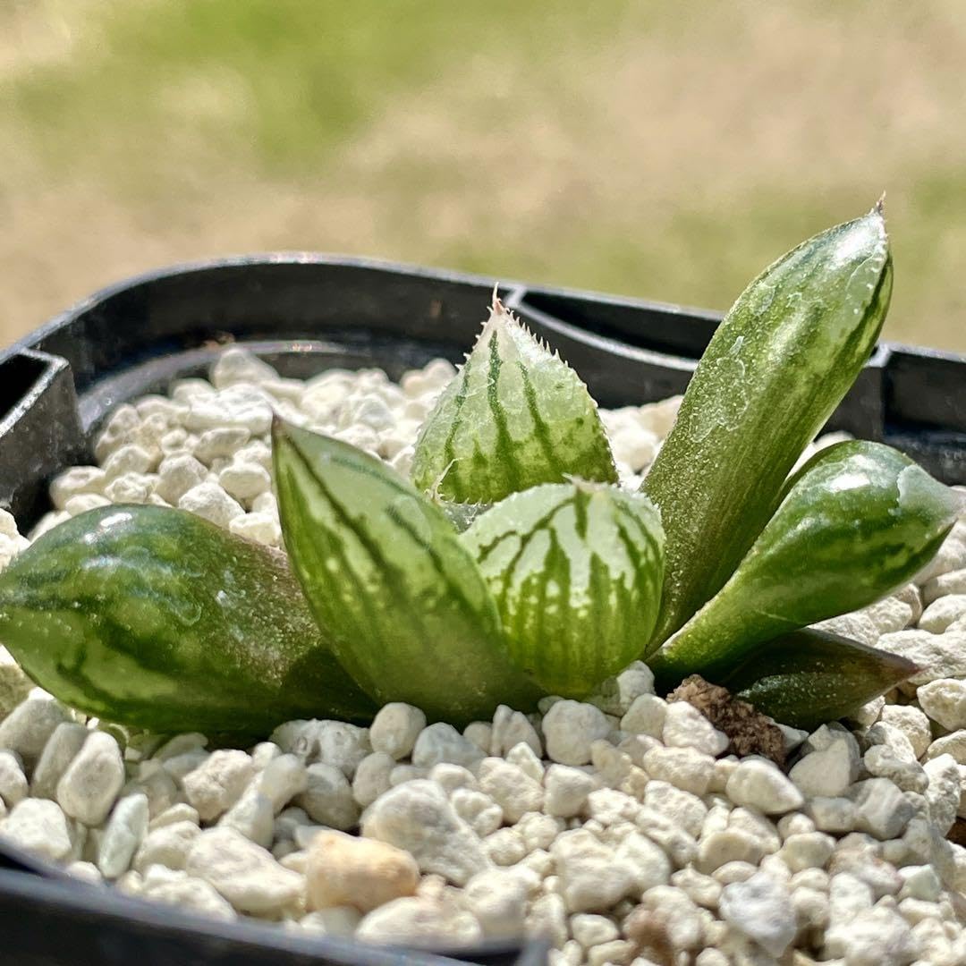 Amazon.co.jp: ハオルチア ナイルの一滴 ハオルシア多肉植物